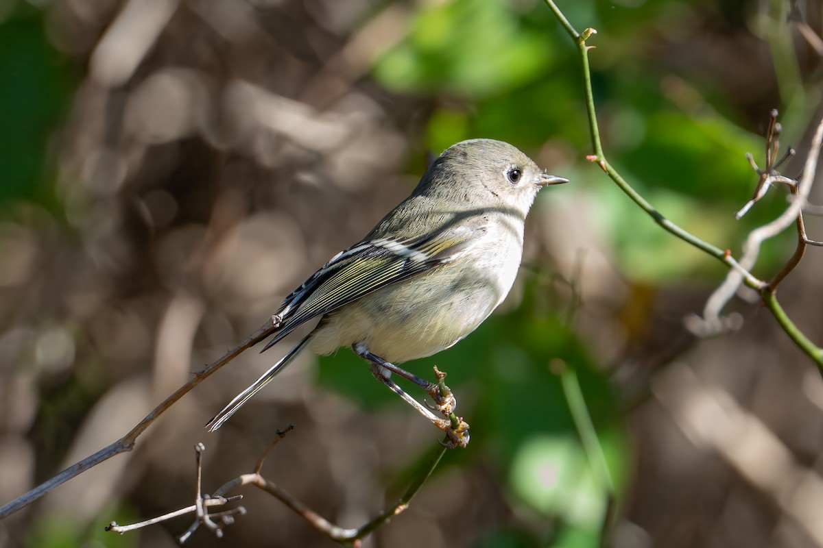 Золотомушка рубіновочуба - ML644568923