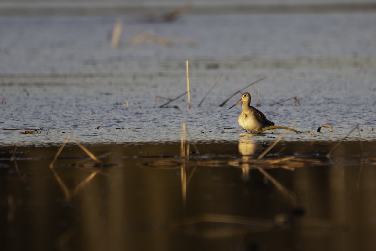 Hudsonian Godwit - ML644568924