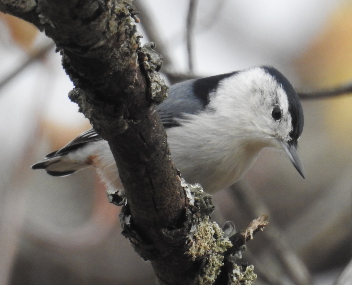 White-breasted Nuthatch - ML644568927