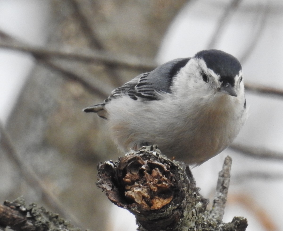 White-breasted Nuthatch - ML644568928
