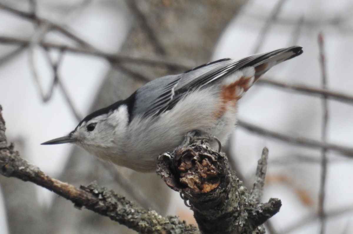 White-breasted Nuthatch - ML644568929