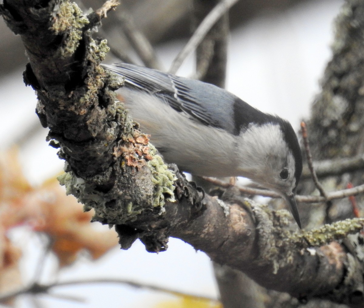 White-breasted Nuthatch - ML644568930