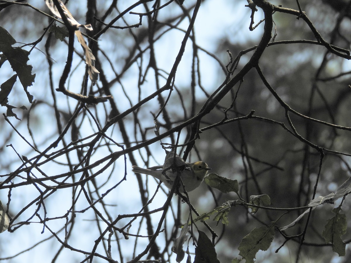 Paruline à tête jaune - ML644568931