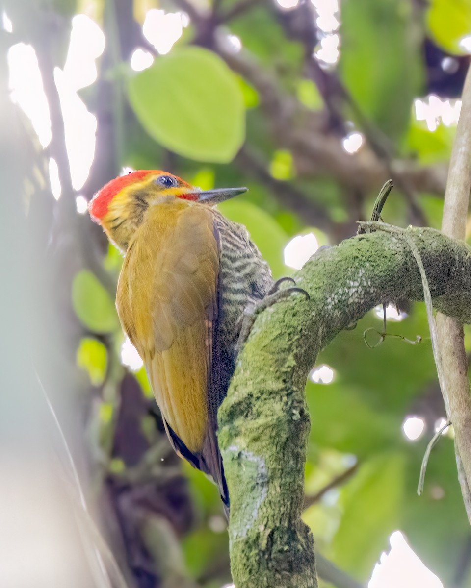 White-browed Woodpecker - ML644568932