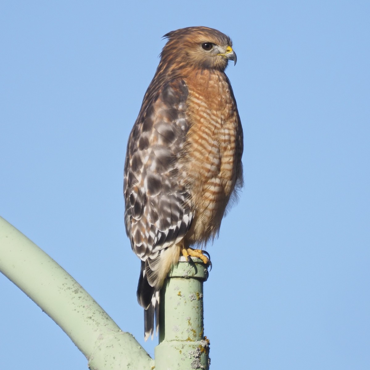 Red-shouldered Hawk - ML644568933