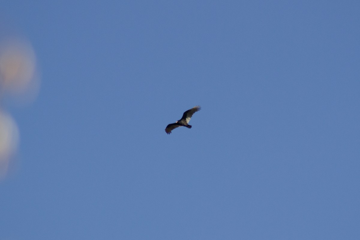 Urubu à tête rouge - ML644568938