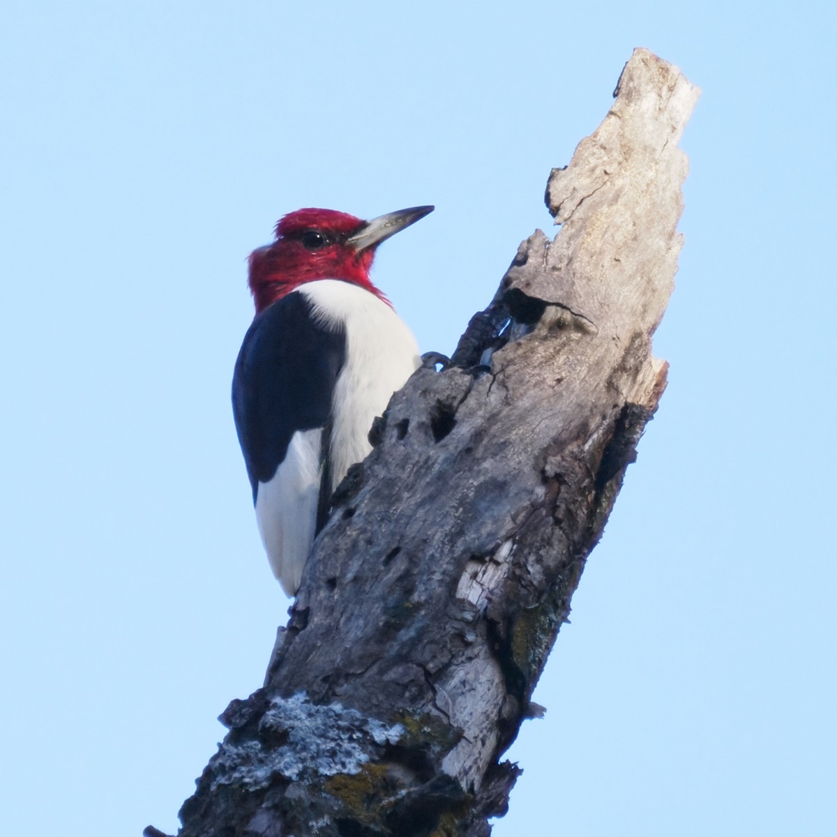 Pic à tête rouge - ML644568940