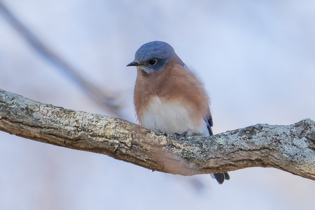 Eastern Bluebird - ML644568941