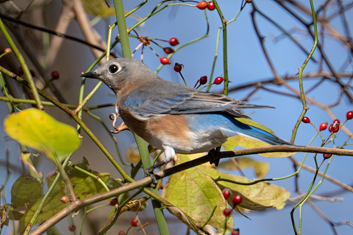 Eastern Bluebird - ML644568942