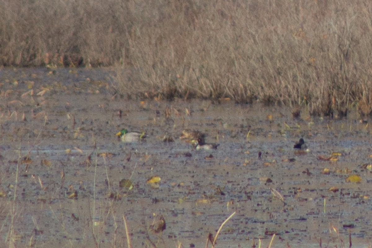 Зэрлэг нугас - ML644568943