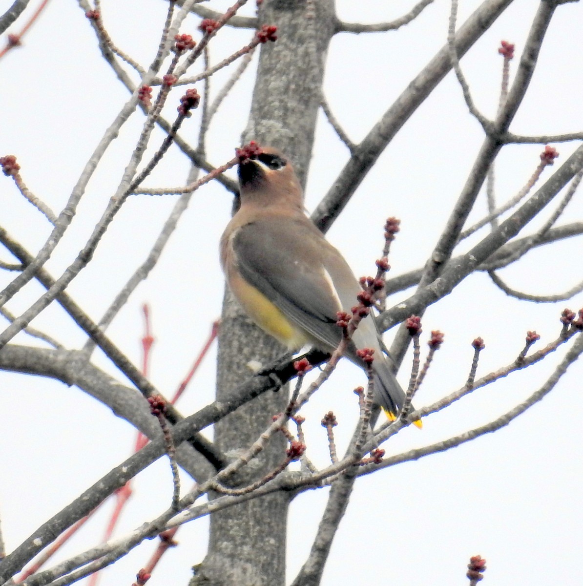 ヒメレンジャク - ML644568944