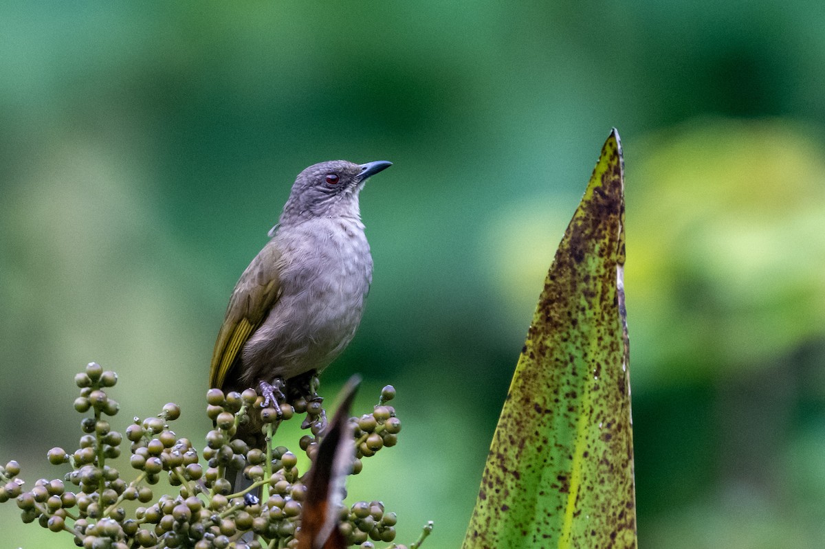 Olive-winged Bulbul - ML644568950