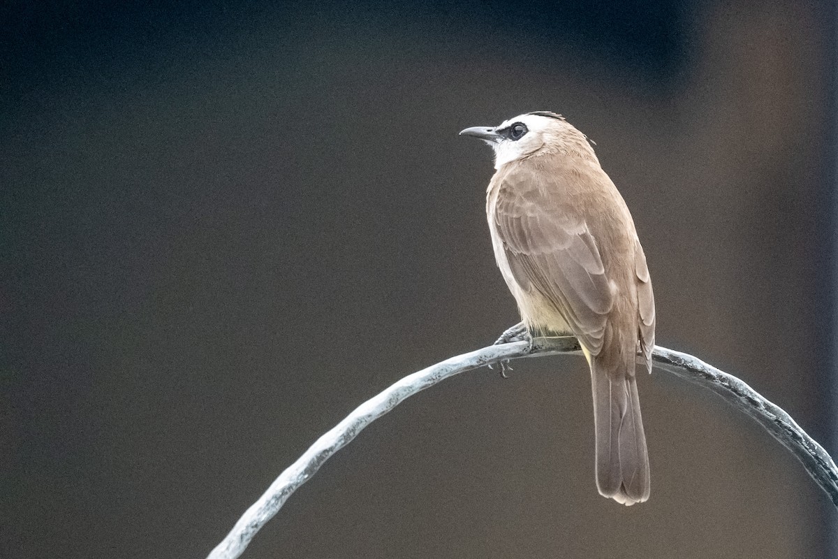 Бюльбюль широкобровий - ML644568959