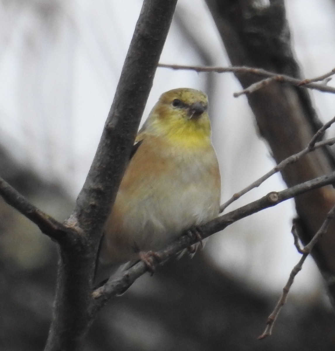 American Goldfinch - ML644568960