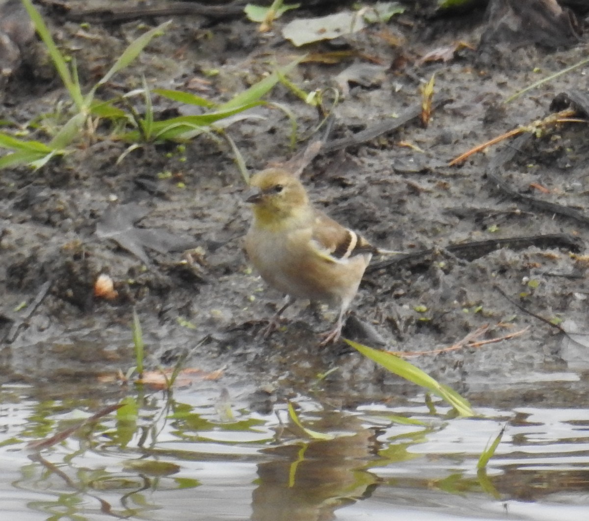 American Goldfinch - ML644568961
