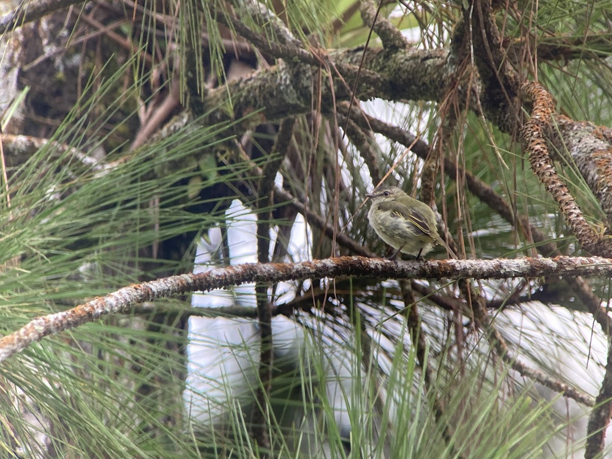 Mistletoe Tyrannulet - ML644568962