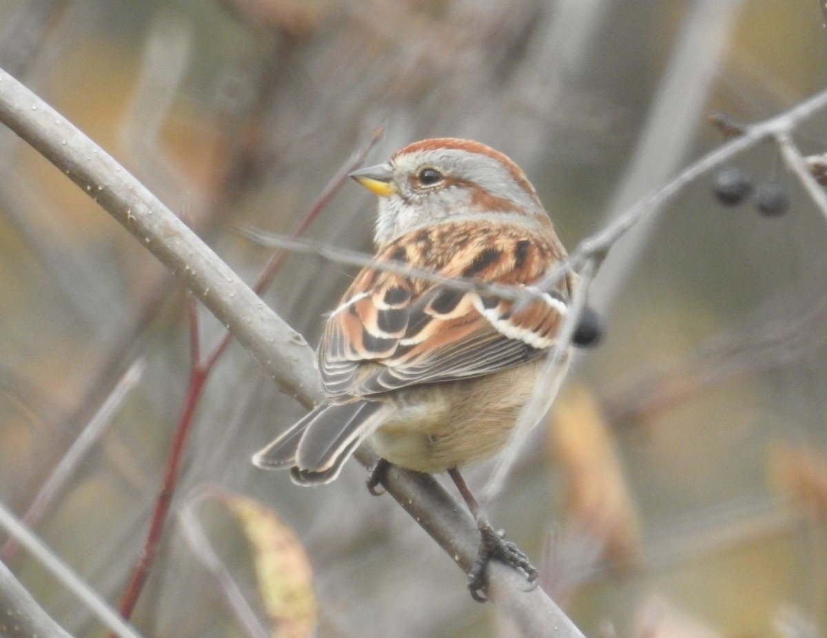 American Tree Sparrow - ML644568965