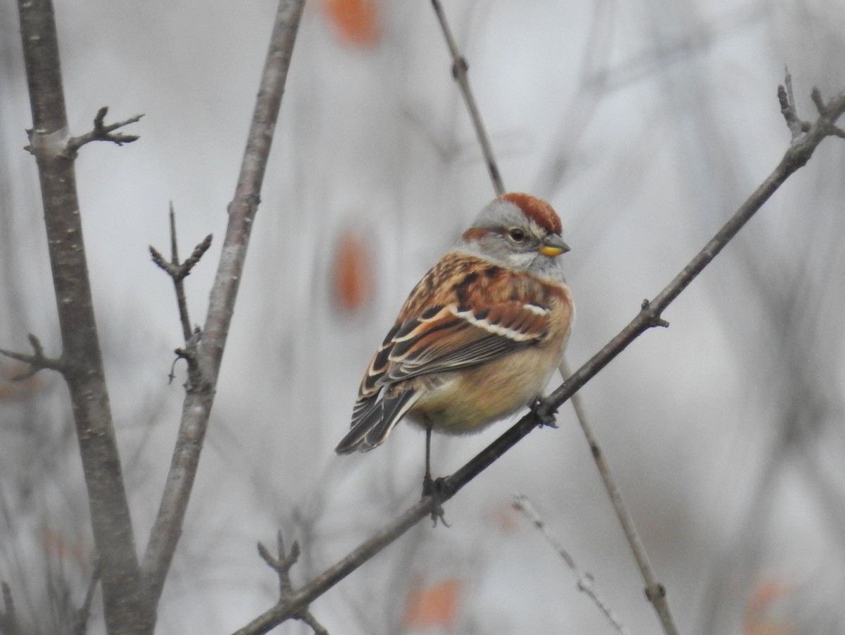 American Tree Sparrow - ML644568966