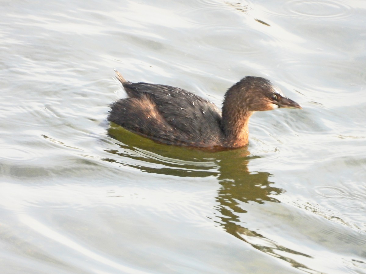 Pied-billed Grebe - ML644568967