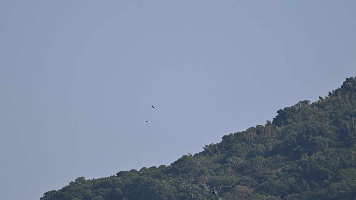 Орел чорний - ML644568970