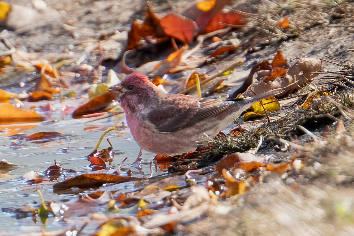 Purple Finch (Eastern) - ML644568982