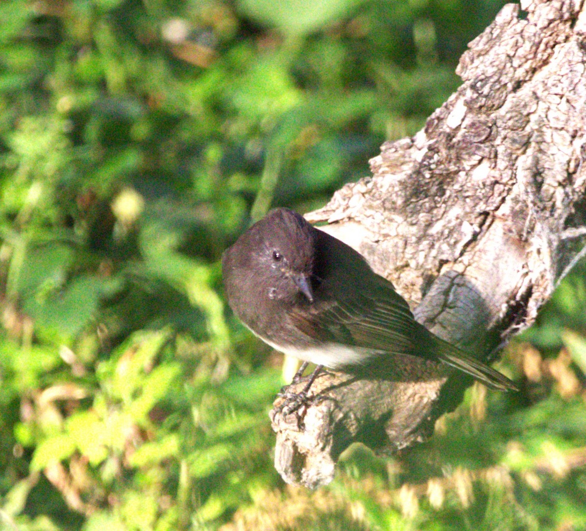 Black Phoebe - ML644568983