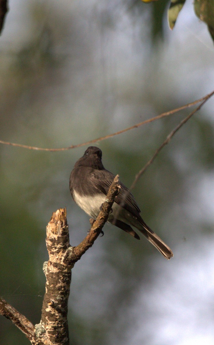 Black Phoebe - ML644568984