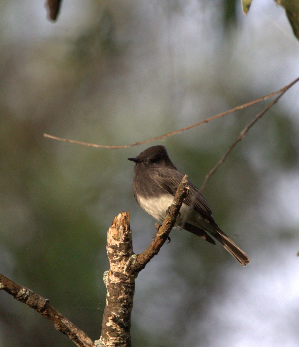 Black Phoebe - ML644568985