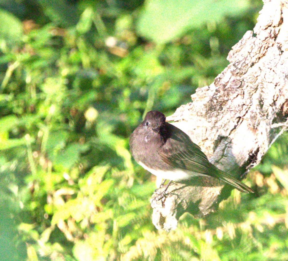 Black Phoebe - ML644568986