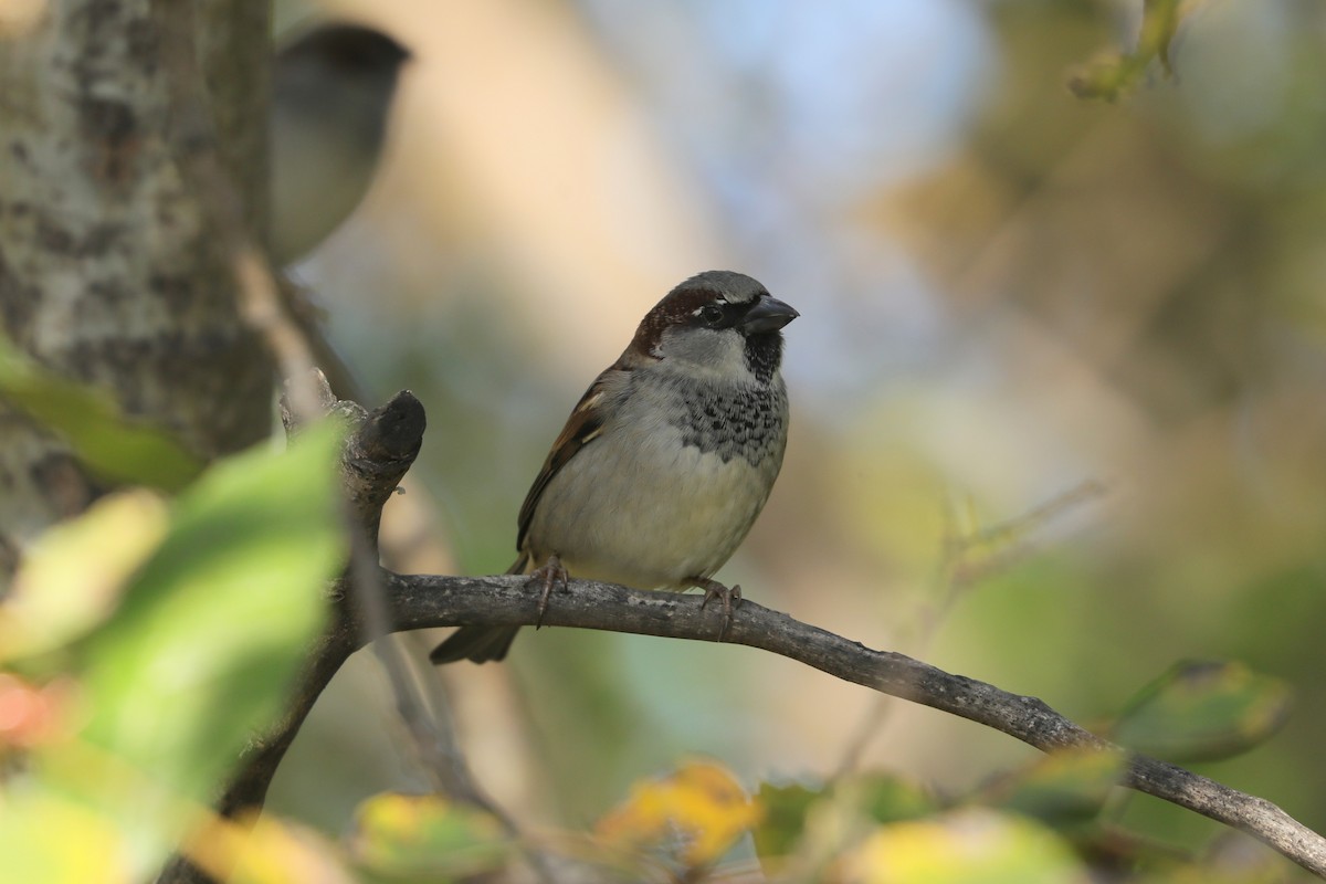 House Sparrow - ML644568989