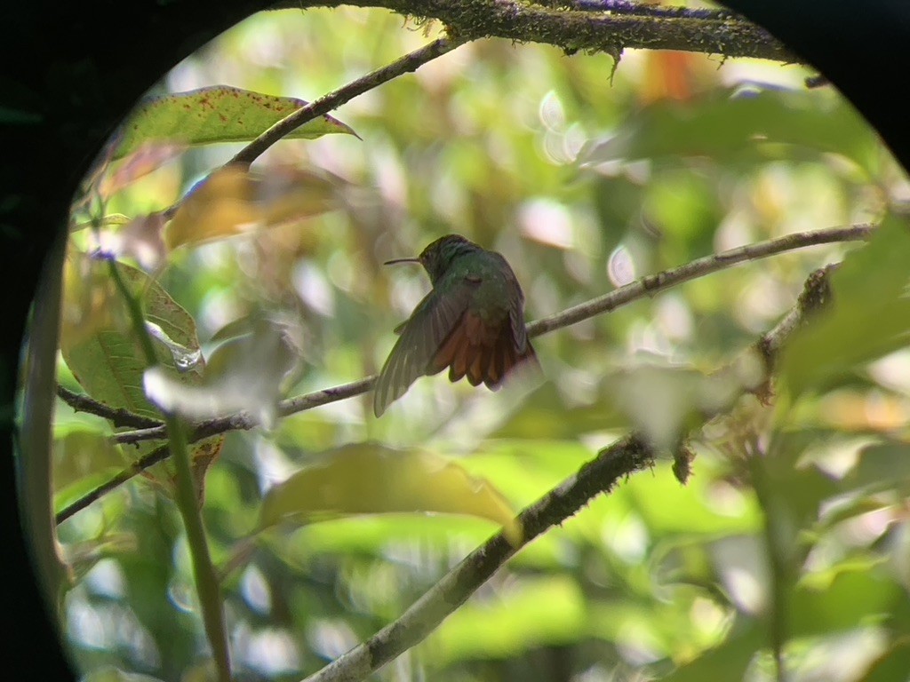 Rufous-tailed Hummingbird - ML644568990