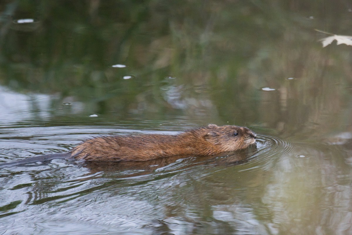 Eastern Muskrat - Connor Haindfield