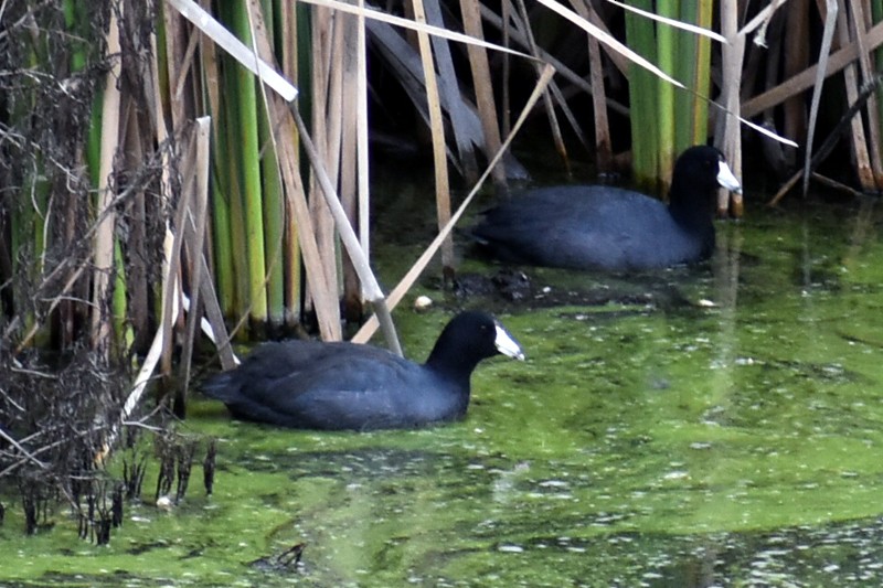 American Coot - ML644569000