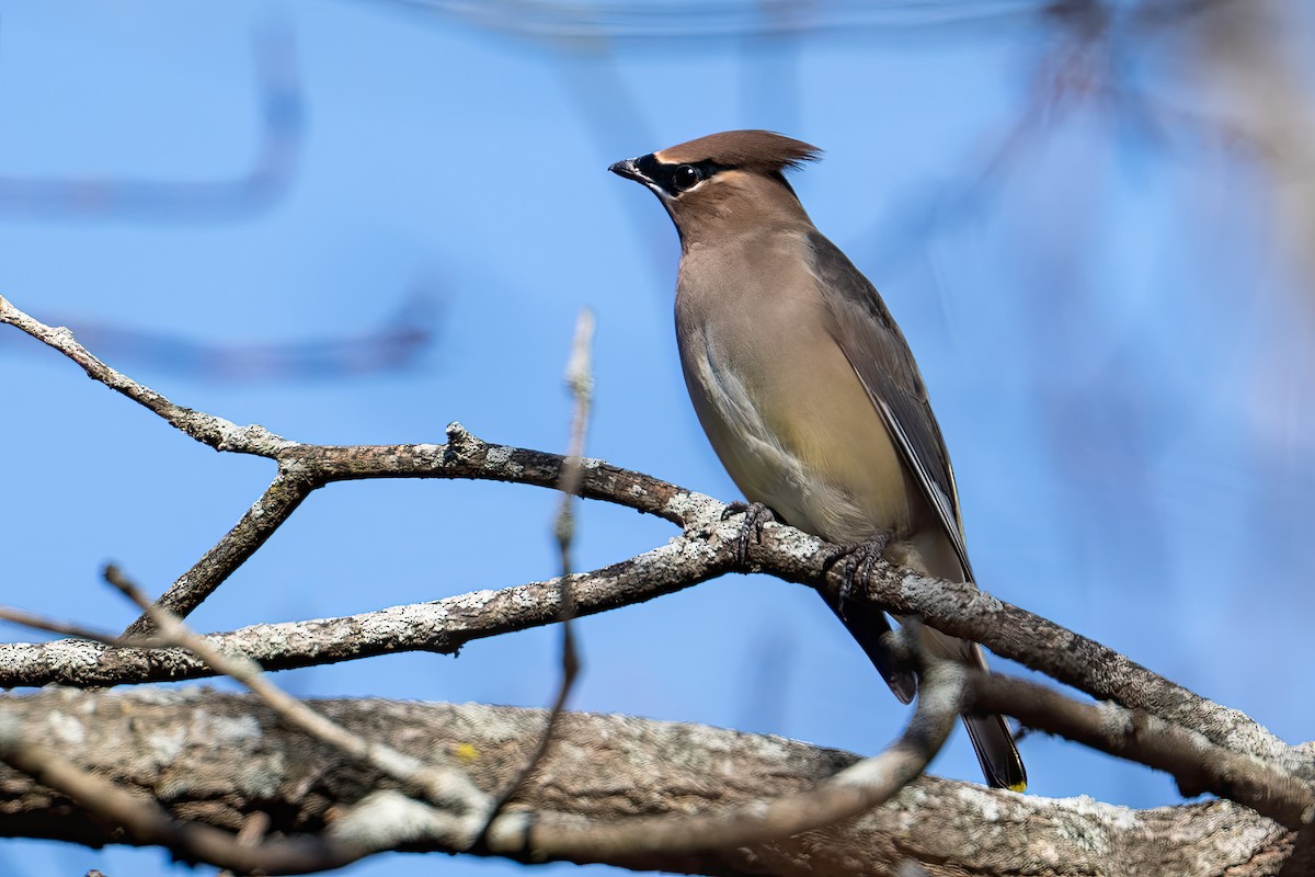 ヒメレンジャク - ML644569004