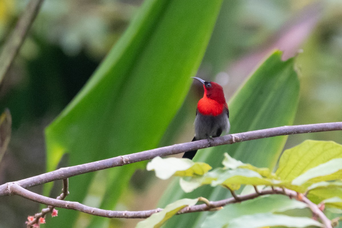 strdimil karmínovoprsý - ML644569006