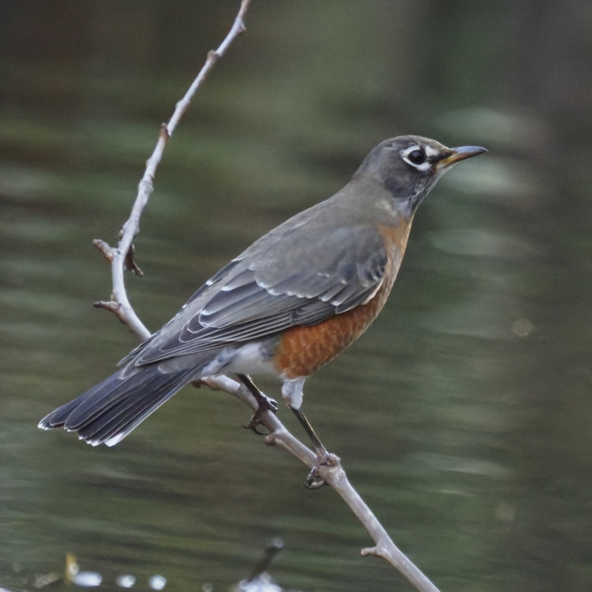 Merle d'Amérique - ML644569007