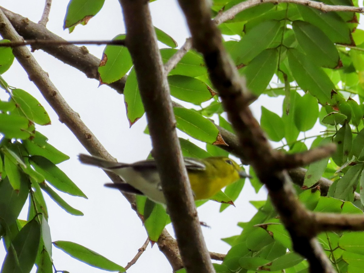 Yellow-throated Vireo - ML644569016