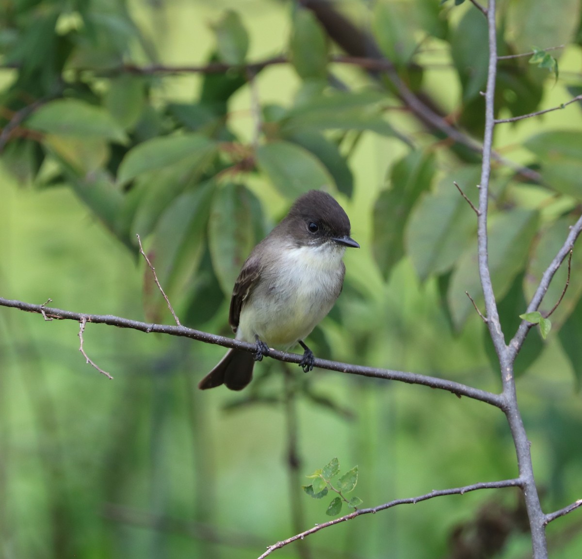 Eastern Phoebe - ML644569018