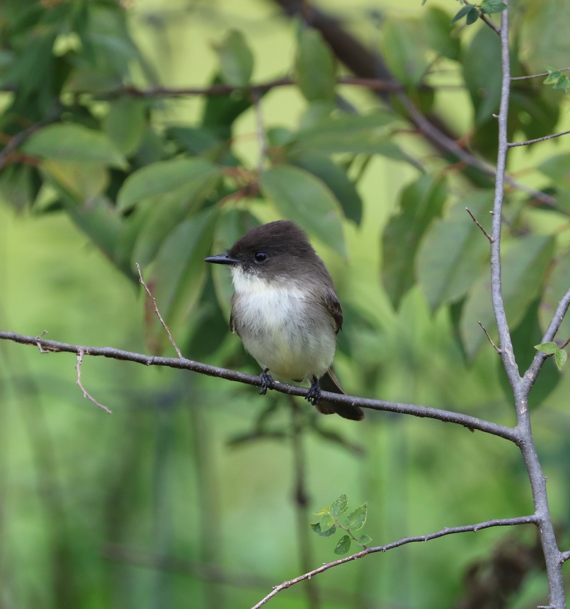 Eastern Phoebe - ML644569019