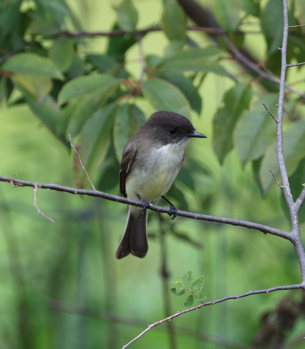 Eastern Phoebe - ML644569020