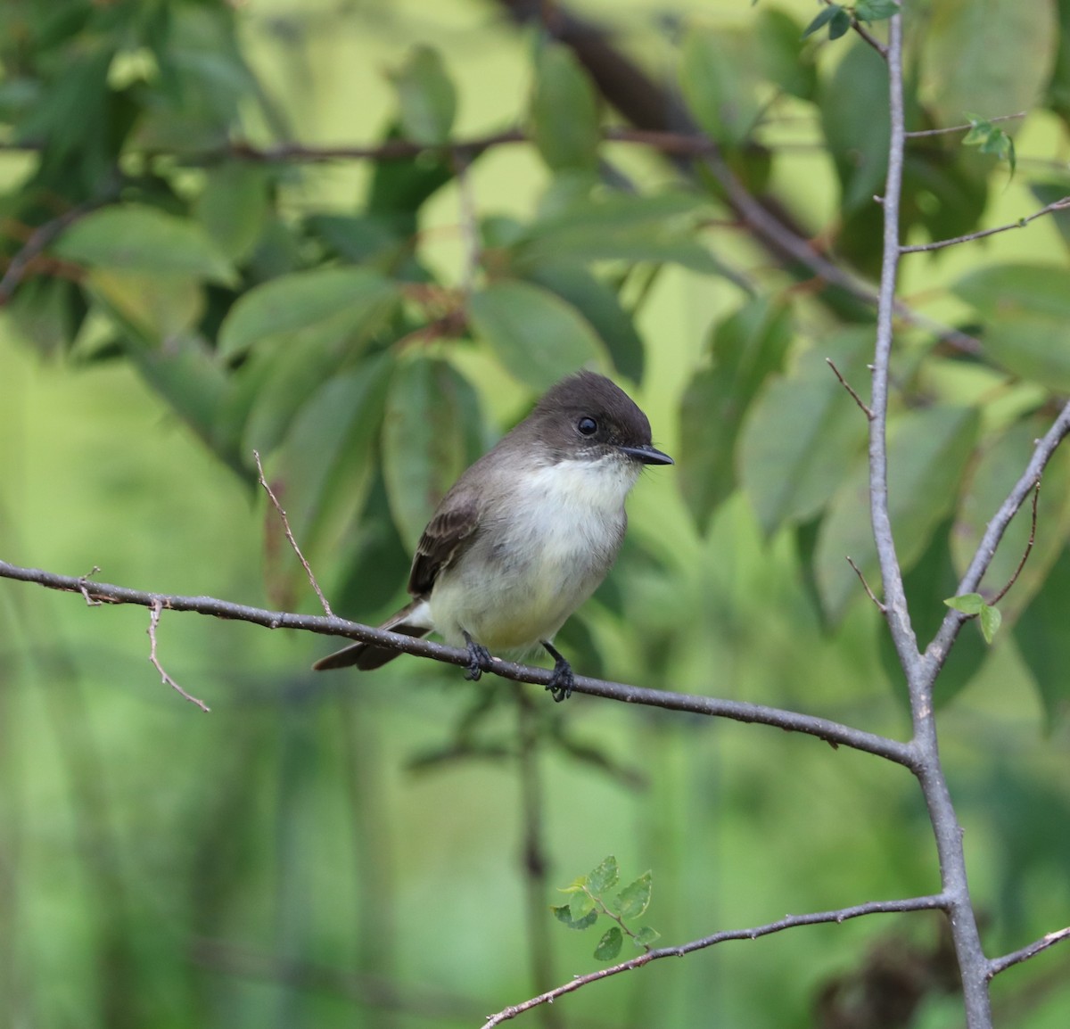 Eastern Phoebe - ML644569021