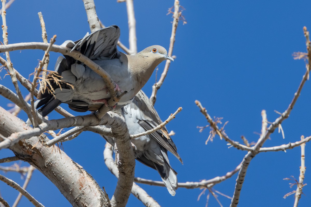 Зенаїда білокрила - ML644569025