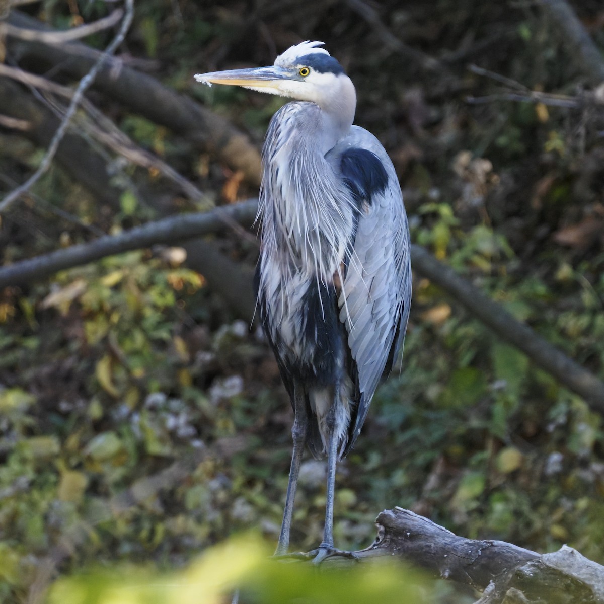 Grand Héron - ML644569026