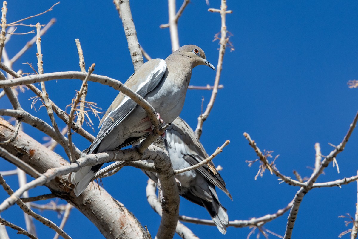 Зенаїда білокрила - ML644569027