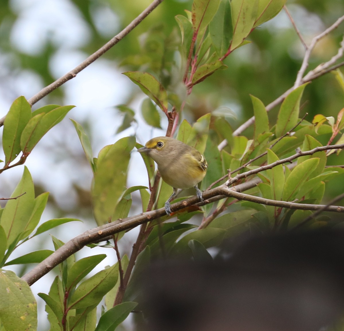 White-eyed Vireo - ML644569030