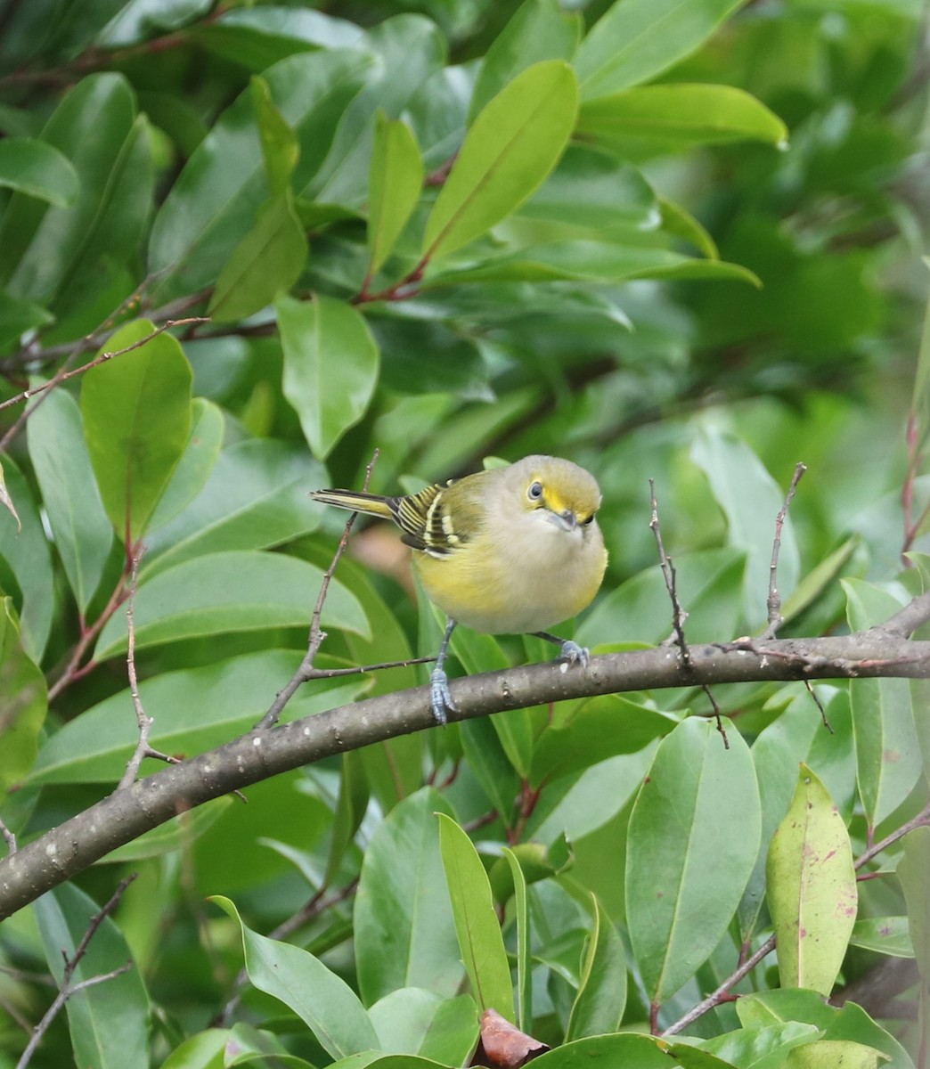 White-eyed Vireo - ML644569031