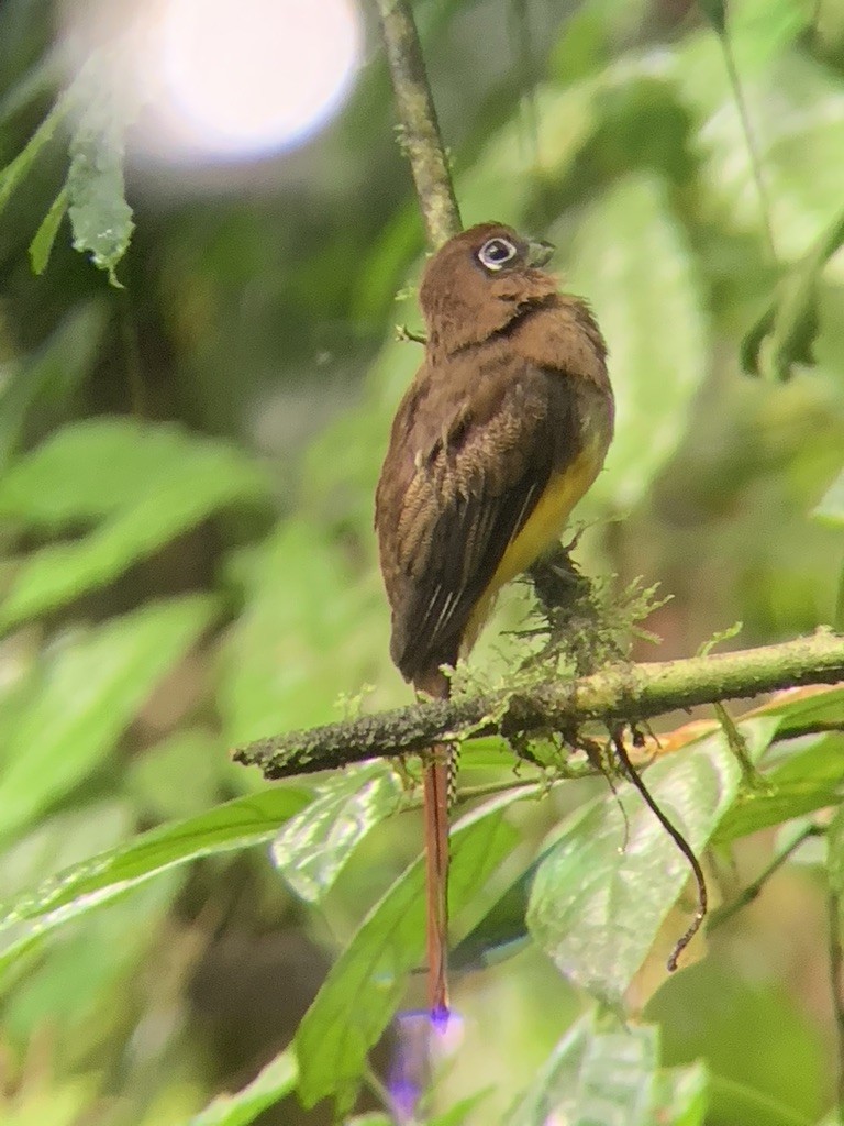 Graceful Black-throated Trogon - ML644569034