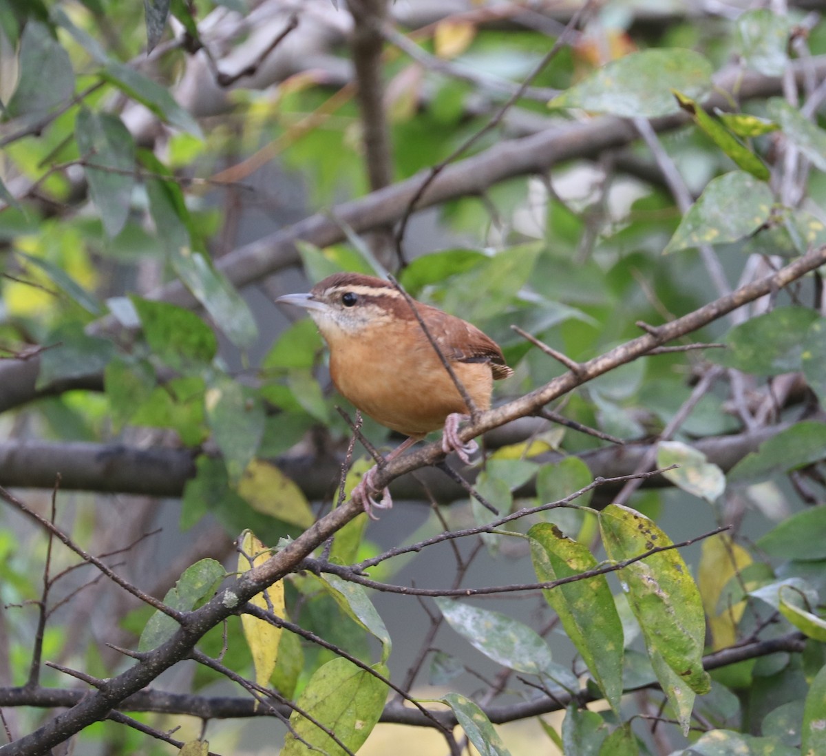 Carolina Wren - ML644569035