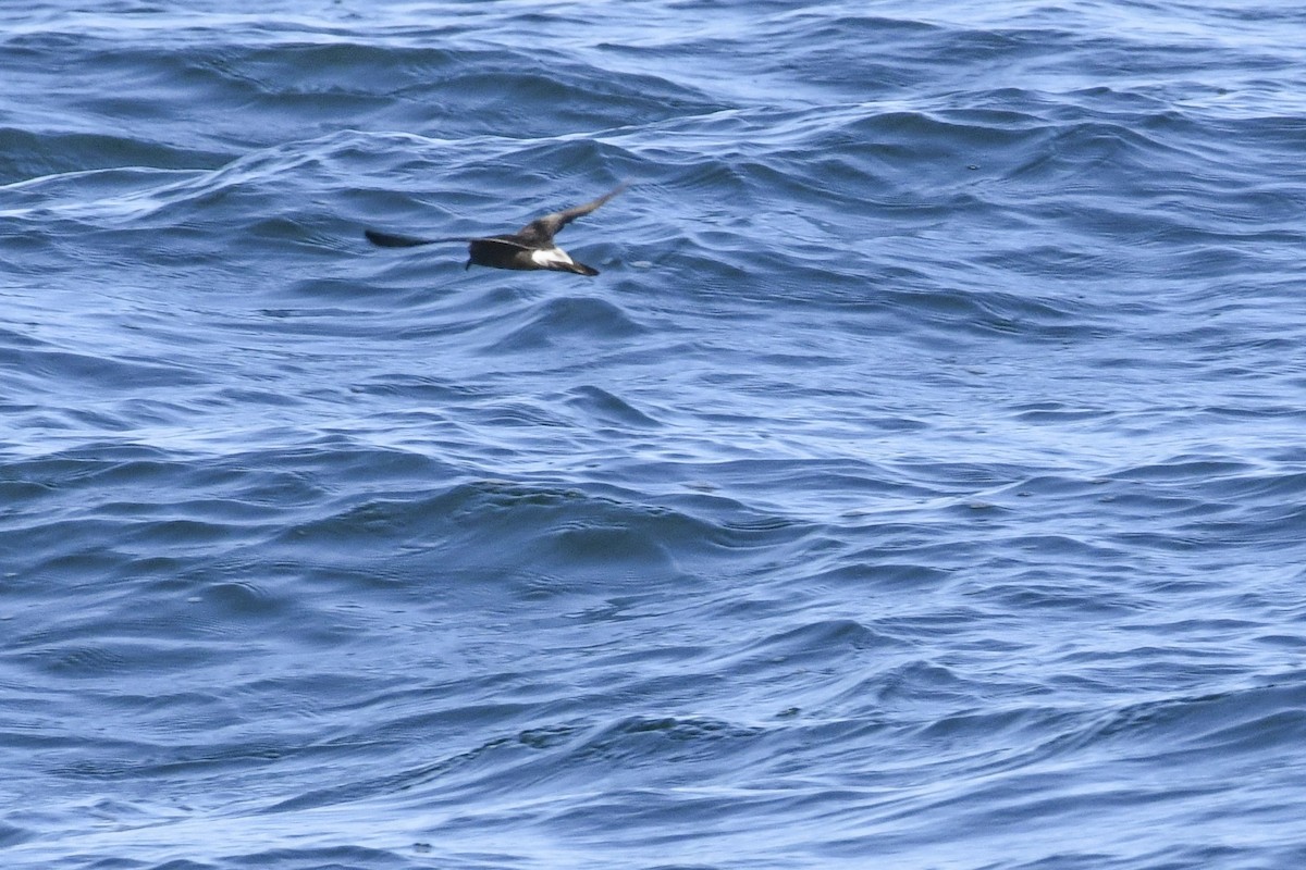 Océanite de Townsend - ML644569036