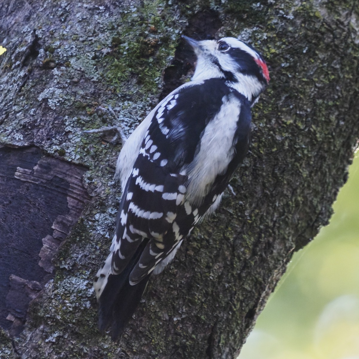 Yumuşak Tüylü Ağaçkakan - ML644569037